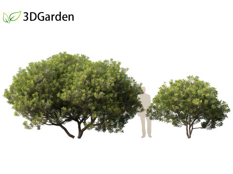 Pittosporum tobira - Japanese pittosporum 01 3D Модель