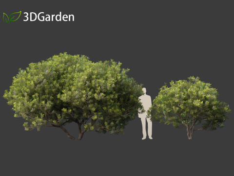 Pittosporum tobira - Japanese pittosporum 01 3D Модель