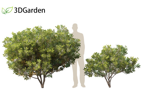 Pittosporum tobira - Japanese pittosporum 01 3D Модель