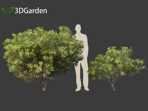Pittosporum tobira - Japanese pittosporum 01 3D Модель