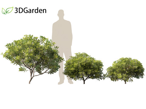 Pittosporum tobira - Japanese pittosporum 01 3D Модель