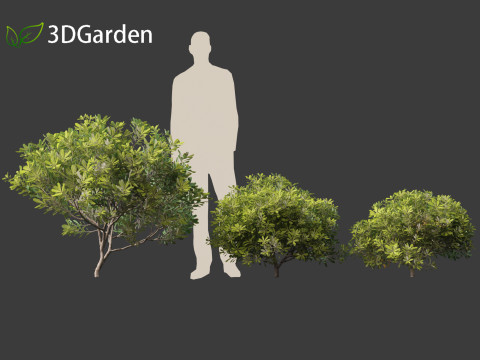 Pittosporum tobira - Japanese pittosporum 01 3D Модель