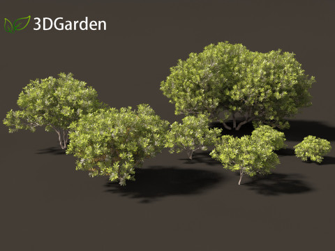 Pittosporum tobira - Japanese pittosporum 01 3D Модель