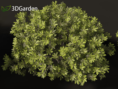 Pittosporum tobira - Japanese pittosporum 01 3D Модель