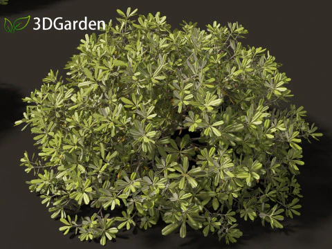 Pittosporum tobira - Pittosporo giapponese 02 Modello 3D