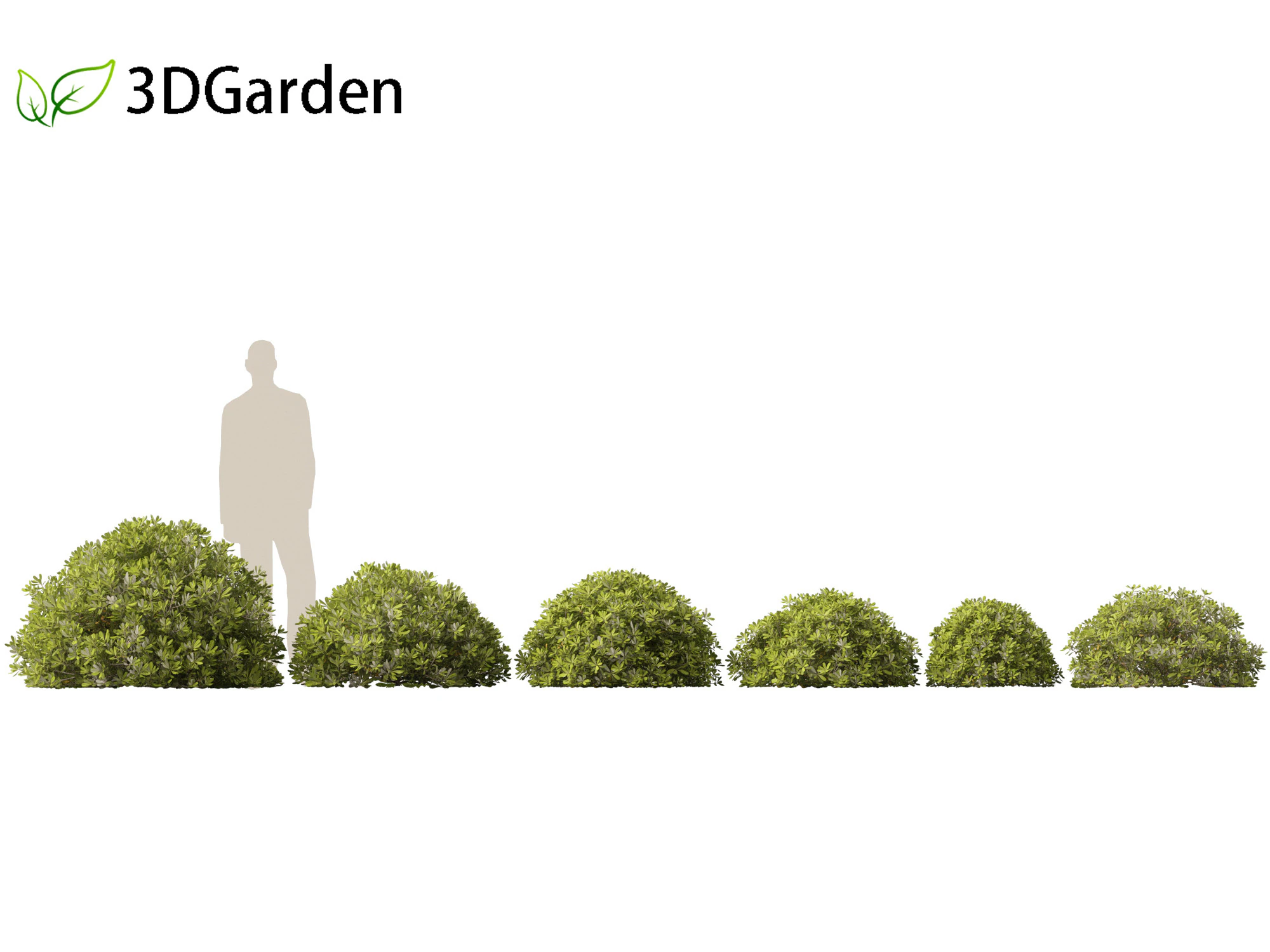 Pittosporum tobira - Pittosporo giapponese 02 Modello 3D .c4d .max .obj .3ds .fbx .stl .blend 