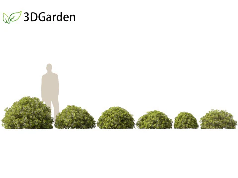 Pittosporum tobira - Japanese pittosporum 02 3D Model