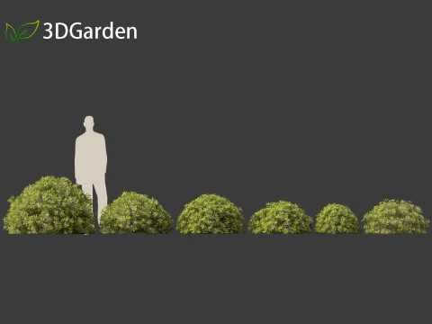 Pittosporum tobira - Pittosporo giapponese 02 Modello 3D