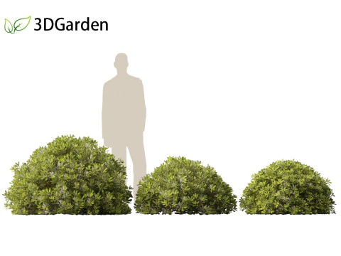 Pittosporum tobira - Pittosporo giapponese 02 Modello 3D