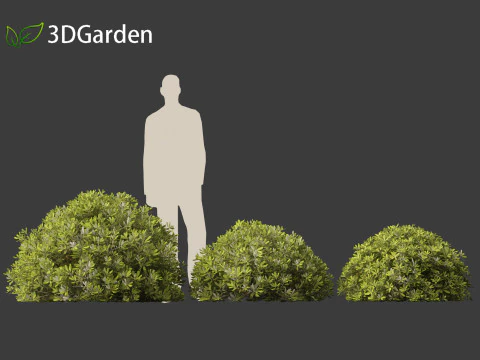 Pittosporum tobira - Pittosporo giapponese 02 Modello 3D