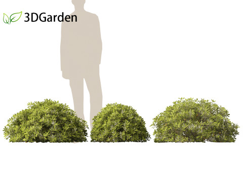 Pittosporum tobira - Japanese pittosporum 02 3D Модель