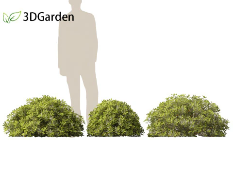 Pittosporum tobira - Pittosporo giapponese 02 Modello 3D