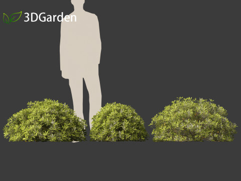 Pittosporum tobira - Japanese pittosporum 02 3D Модель
