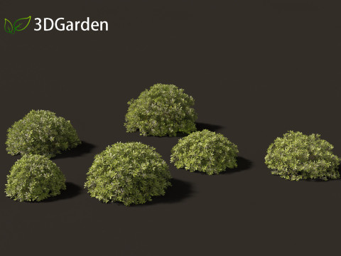 Pittosporum tobira - Japanese pittosporum 02 3D Модель