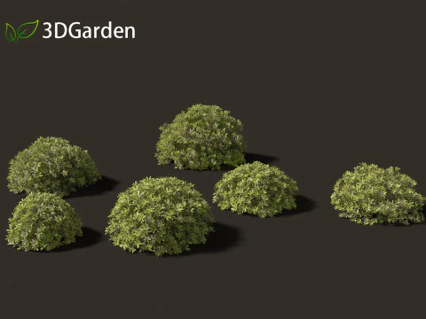 Pittosporum tobira - Pittosporo giapponese 02 Modello 3D