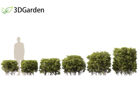 Pittosporum tobira - Japanese pittosporum 03 3D मॉडल