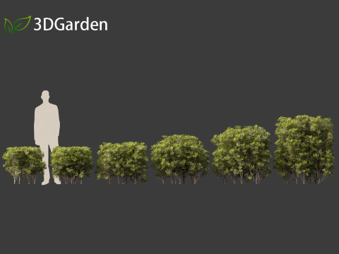 Pittosporum tobira - Japanese pittosporum 03 3D Модель