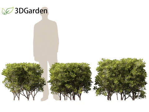 Pittosporum tobira - Japanese pittosporum 03 3D Model
