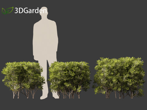 Pittosporum tobira - Japanese pittosporum 03 3D Модель