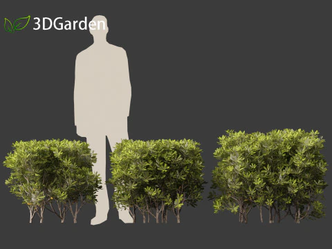 Pittosporum tobira - Japanese pittosporum 03 3D Model