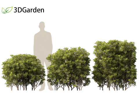 Pittosporum tobira - Japanese pittosporum 03 3D Модель