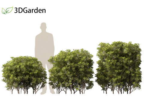 Pittosporum tobira - Japanese pittosporum 03 3D Model