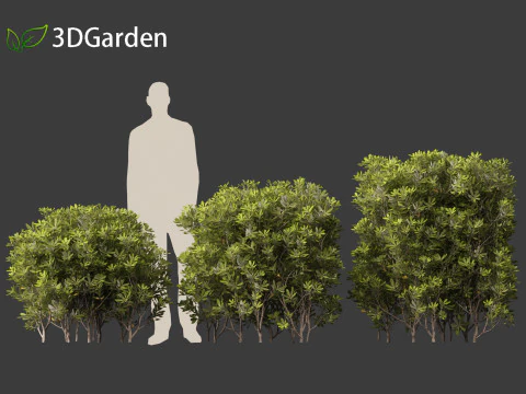 Pittosporum tobira - Japanese pittosporum 03 3D Model
