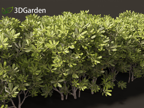 Pittosporum tobira - Japanese pittosporum 03 3D Модель