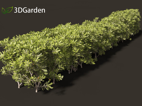 Pittosporum tobira - Japanese pittosporum 03 3D Модель