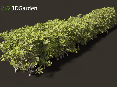 Pittosporum tobira - Japanese pittosporum 03 3D Model