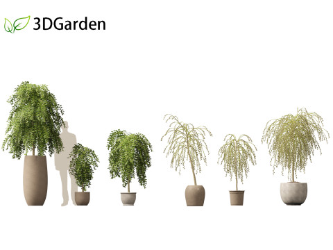Salix caprea Goat willow 01 3D मॉडल