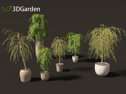 Salix caprea Goat willow 01 3D Model