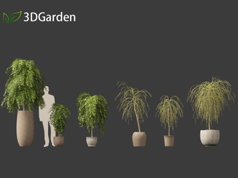 Salix caprea Goat willow 01 3D Model