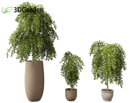 Salix caprea Goat willow 01 3D Model