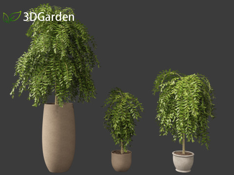 Salix caprea Goat willow 01 3D Model