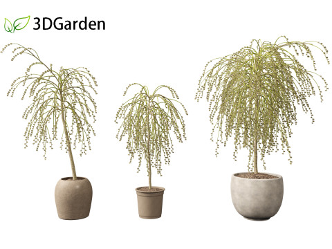 Salix caprea Goat willow 01 3D Model