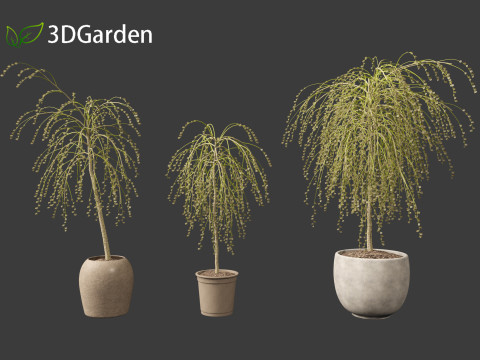 Salix caprea Goat willow 01 3D Model