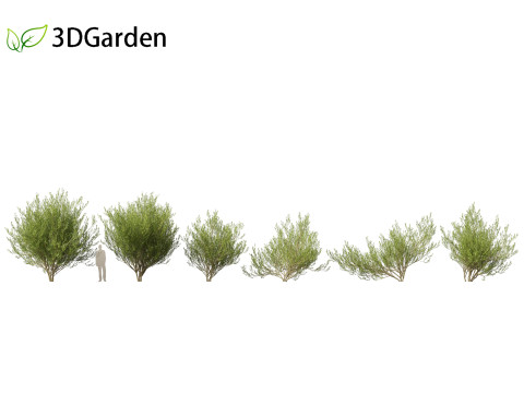 Salix caprea Goat willow 02 3D मॉडल