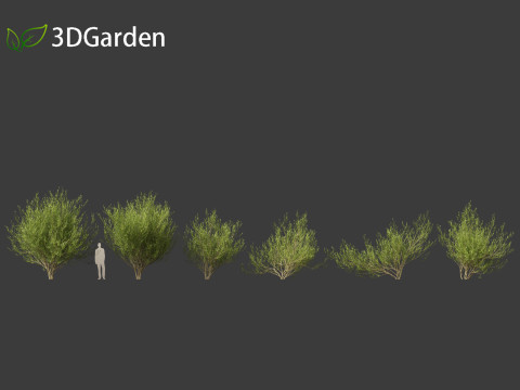 Salix caprea Goat willow 02 Model 3D