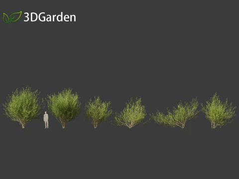 Salix caprea Salgueiro de cabra 02 Modelo 3D