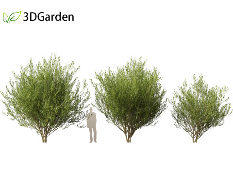 Salix caprea Goat willow 02 Model 3D