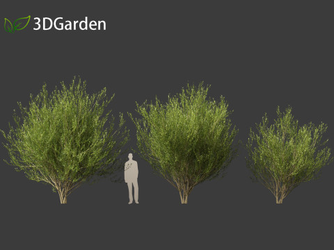 Salix caprea Goat willow 02 Model 3D