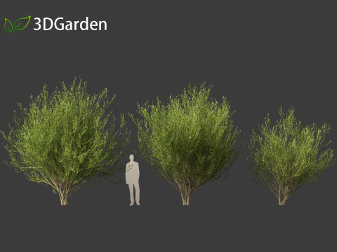 Salix caprea Salgueiro de cabra 02 Modelo 3D