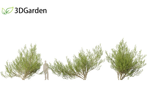 Salix caprea Goat willow 02 Model 3D