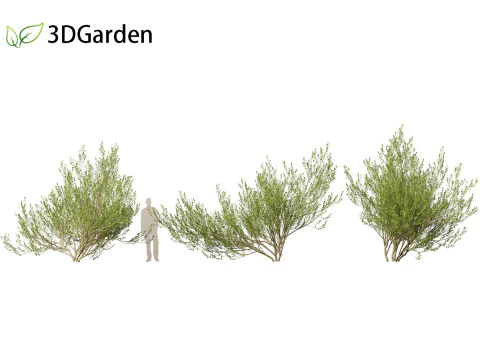 Salix caprea Salgueiro de cabra 02 Modelo 3D