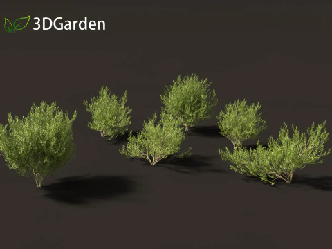 Salix caprea Salgueiro de cabra 02 Modelo 3D