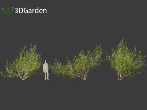 Salix caprea Goat willow 02 Model 3D