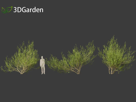 Salix caprea Salgueiro de cabra 02 Modelo 3D
