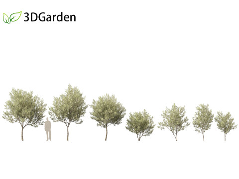 Salix pentandra - The bay willow 01 3D मॉडल