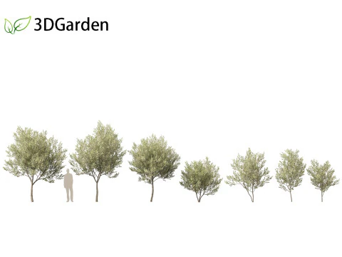 Salix pentandra - The bay willow 01 3D Model